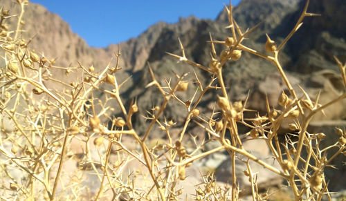 Close-up of plants on field against sky