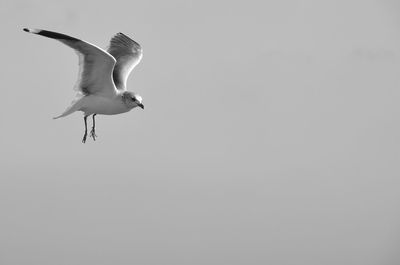 Low angle view of seagull flying against clear sky