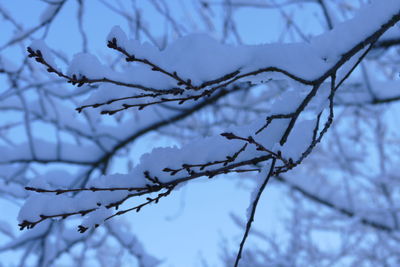 Low angle view of frozen bare tree during winter