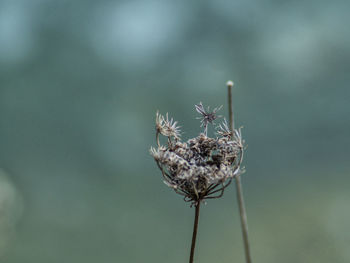 Close-up of wilted plant