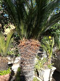 Palm trees against plants in yard