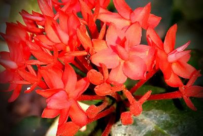 Close-up of red flowers