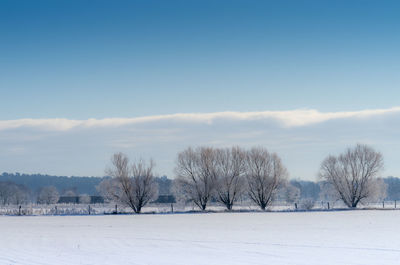Bare trees on field against sky during winter