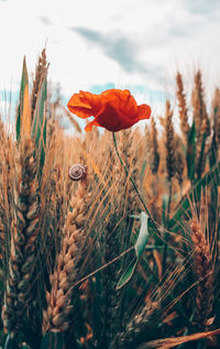 Close-up of orange poppy flowers on field