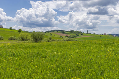 Scenic view of agricultural field against sky