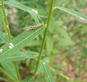 Close-up of insect on grass