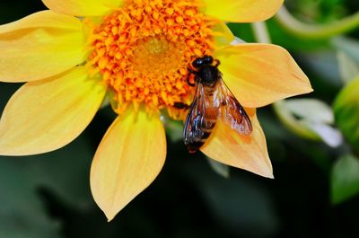 Close-up of bee pollinating on yellow flower