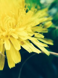 Close-up of yellow flower