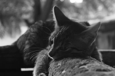 Close-up of cat looking away