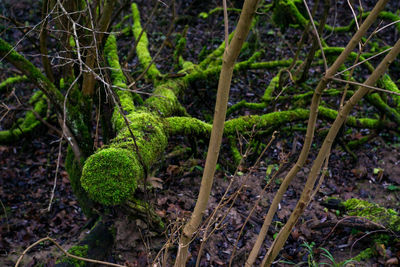 Close-up of fresh green plants in forest