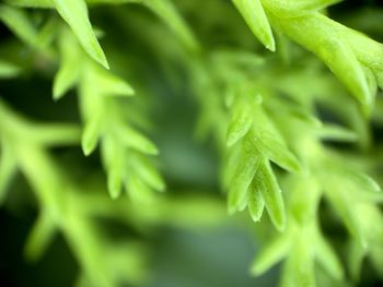 Close-up of fresh green leaves