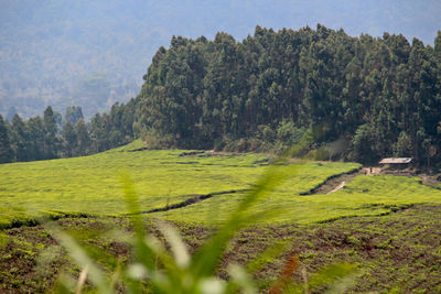 Scenic view of trees on field against sky