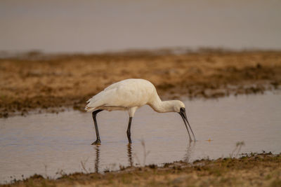 View of bird in lake