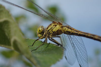 Close-up of grasshopper on leaf