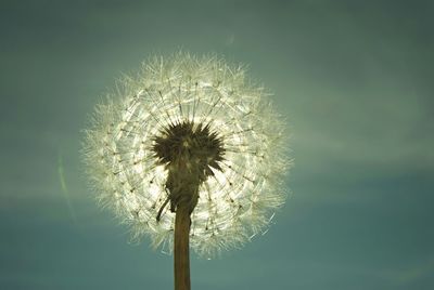 Close-up of dandelion against sky