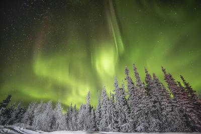 Scenic view of tree against sky at night