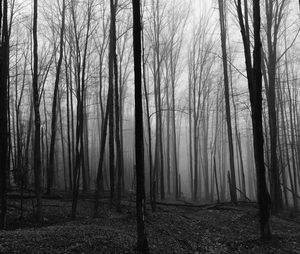 Trees in forest