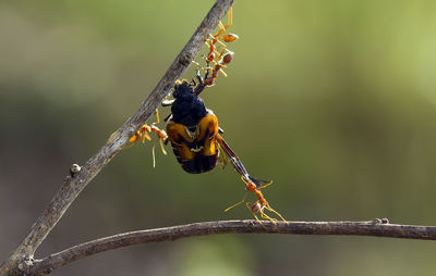 Red ant on branch