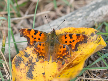 Close-up of butterfly