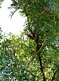 Low angle view of bird on tree