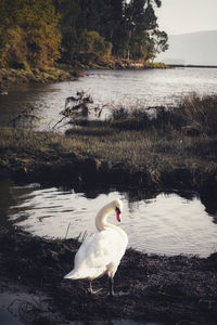 View of swans swimming in lake