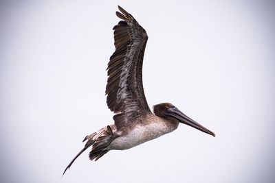 Low angle view of pelican flying against clear sky