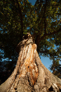 Low angle view of tree against sky