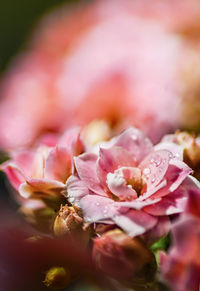 Close-up of pink roses