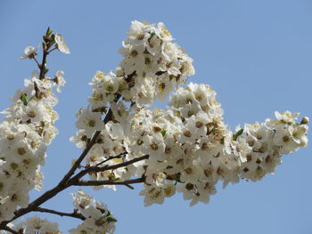 Low angle view of cherry blossoms against clear sky