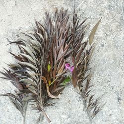 High angle view of pink flowering plant