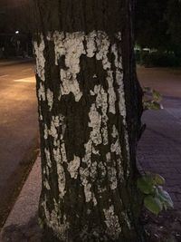 Close-up of tree trunk