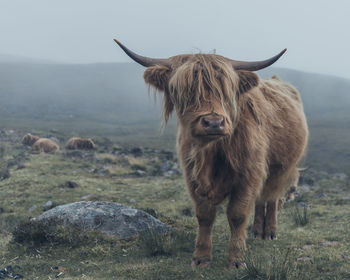 Cows standing on field