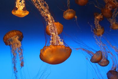 Jellyfish swimming in sea