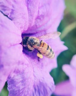 Close-up of bee pollinating on fresh pink flower