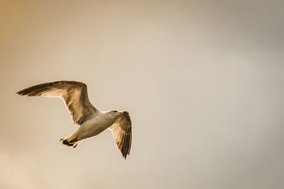 View of birds in flight