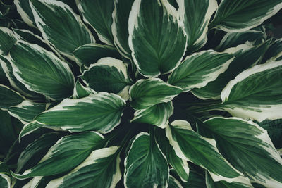 Full frame shot of green leaves