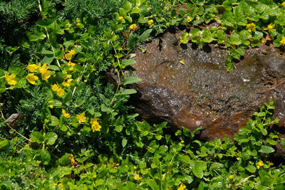 High angle view of yellow flowering plants on land