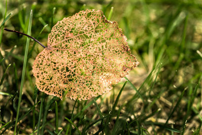 Close-up of mushroom growing on field