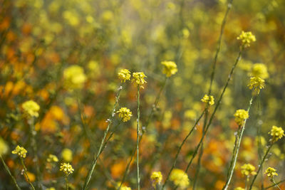 Close-up of yellow flowering plants on field
