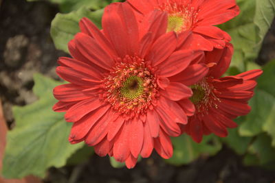 Close-up of red flower