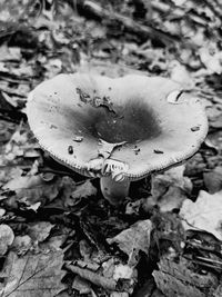 Close-up of mushroom growing on field