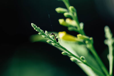 Close-up of insect on plant