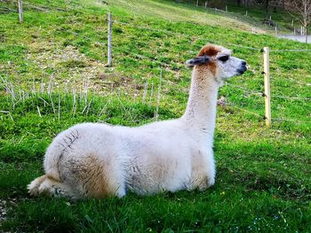 View of an animal on field