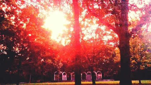 Trees growing at sunrise