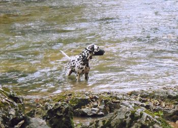 Dog standing in water