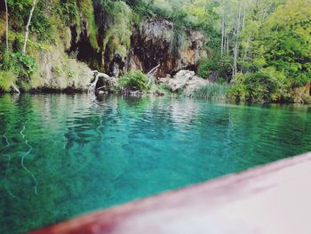 Swimming pool by trees