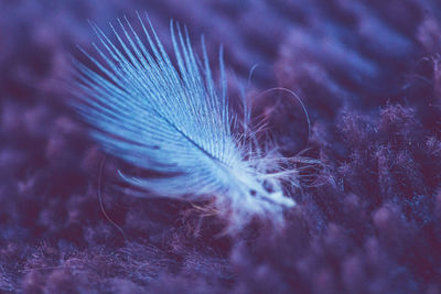 Macro shot of feather against blue sky