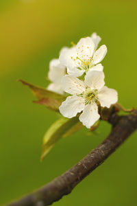 Close-up of white cherry blossom