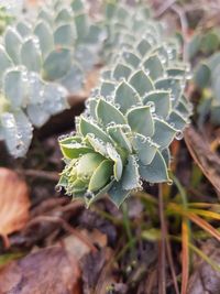 Close-up of succulent plant on field