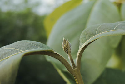 Close-up of leaf growing outdoors